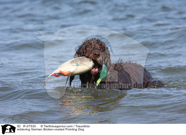 retrieving German Broken-coated Pointing Dog / IF-07530