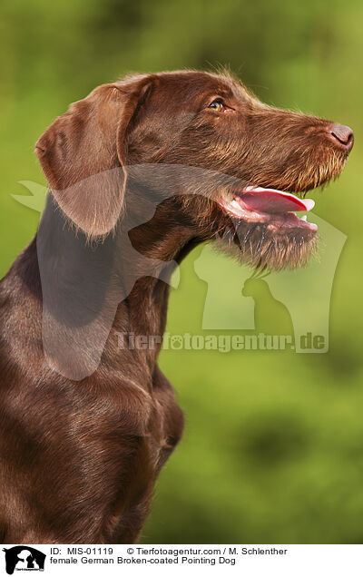 female German Broken-coated Pointing Dog / MIS-01119