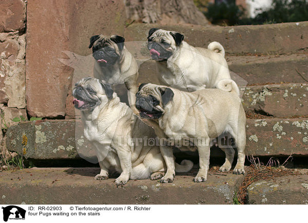 four Pugs waiting on the stairs / RR-02903
