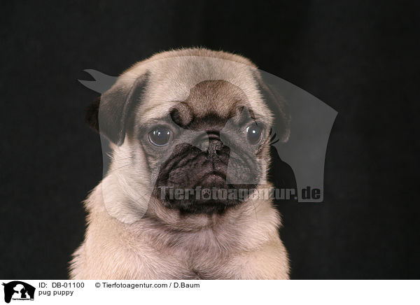 Mops Welpe / pug puppy / DB-01100