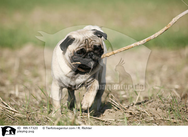 spielender Mops / playing pug / RR-17320