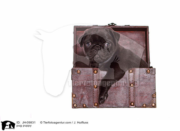 Mops Welpe / pug puppy / JH-09831