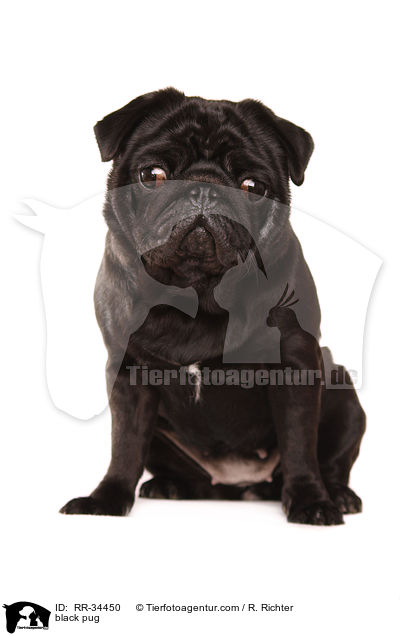 schwarzer Mops / black pug / RR-34450