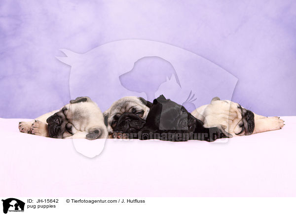 Mops Welpen / pug puppies / JH-15642