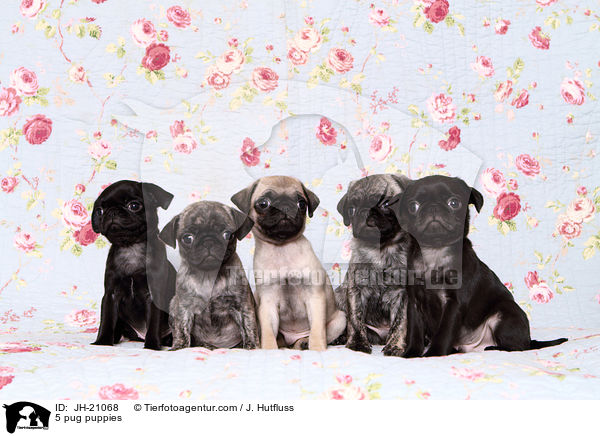 5 pug puppies / JH-21068