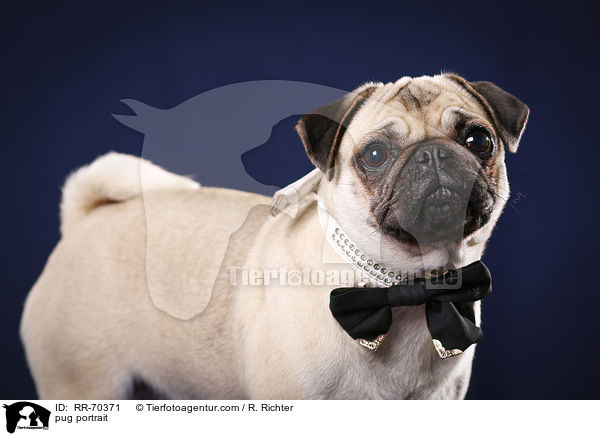 Mops Portrait / pug portrait / RR-70371