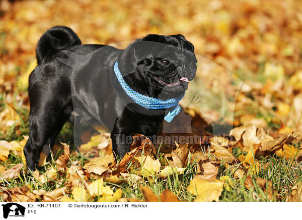 Mops / pug / RR-71407