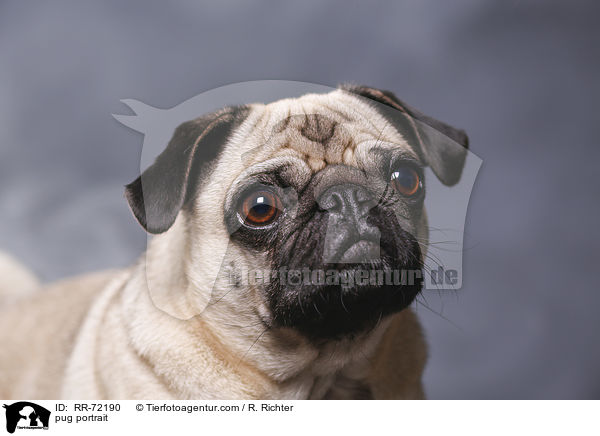 pug portrait / RR-72190