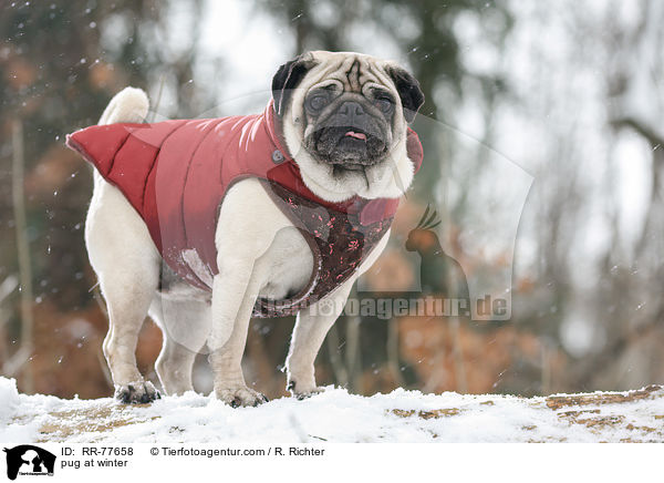 Mops im Winter / pug at winter / RR-77658