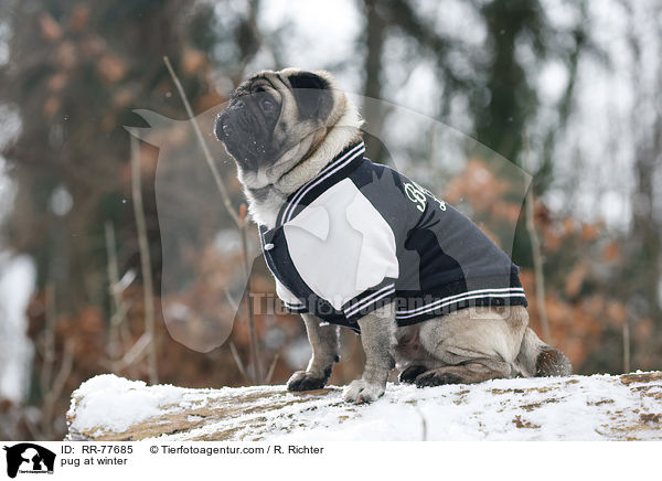 Mops im Winter / pug at winter / RR-77685