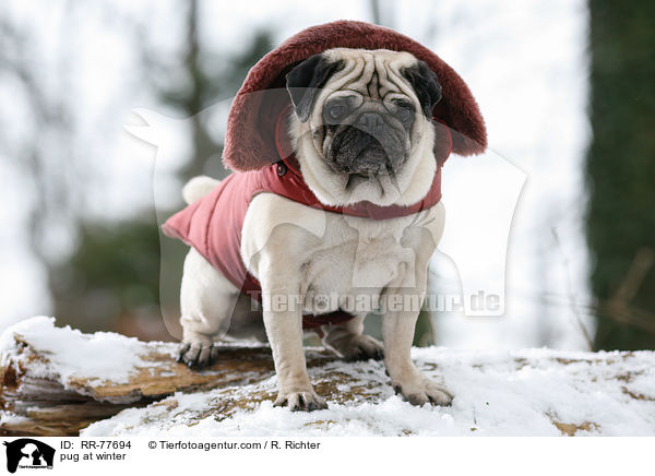 Mops im Winter / pug at winter / RR-77694