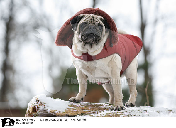 Mops im Winter / pug at winter / RR-77696