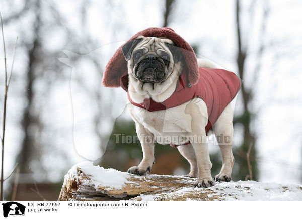 Mops im Winter / pug at winter / RR-77697