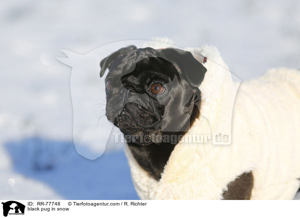 schwarzer Mops im Schnee / black pug in snow / RR-77748