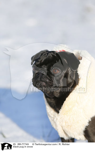 schwarzer Mops im Schnee / black pug in snow / RR-77749