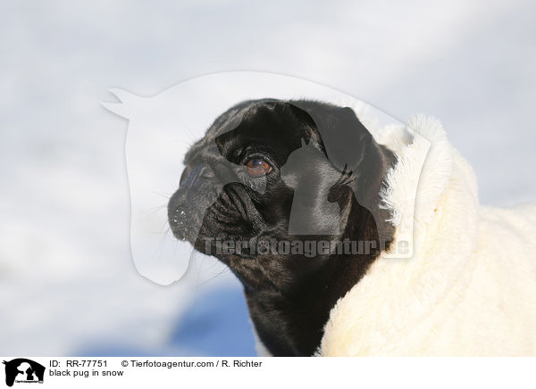 schwarzer Mops im Schnee / black pug in snow / RR-77751