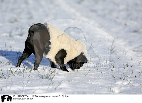 schwarzer Mops im Schnee / black pug in snow / RR-77754