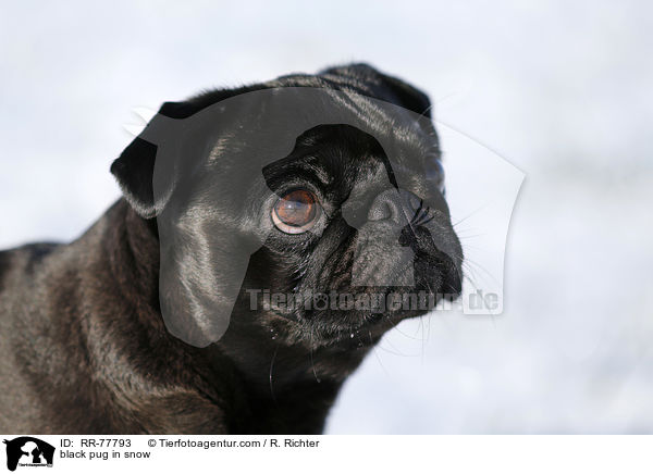 black pug in snow / RR-77793