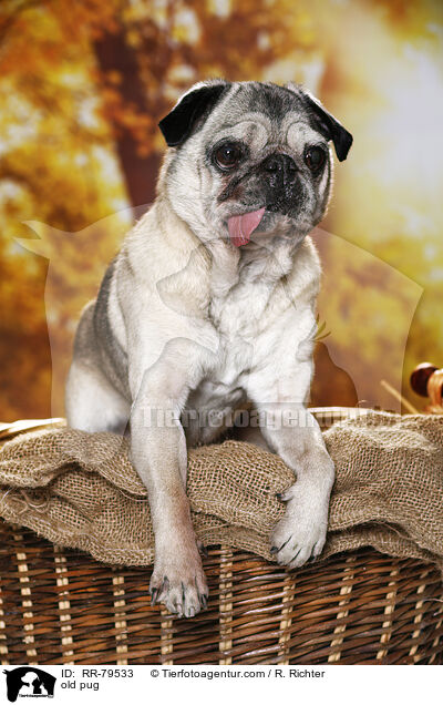 alter Mops / old pug / RR-79533