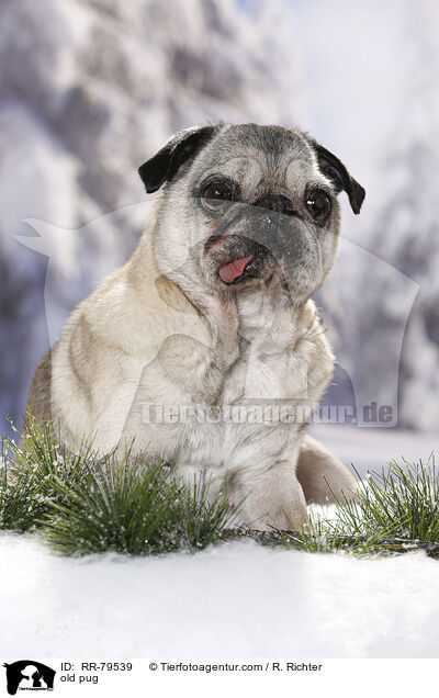 alter Mops / old pug / RR-79539