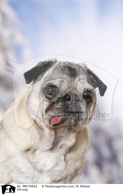 alter Mops / old pug / RR-79542