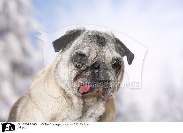 alter Mops / old pug / RR-79543