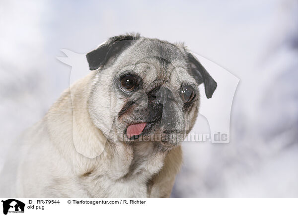alter Mops / old pug / RR-79544