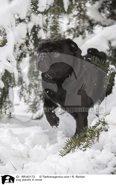 pug stands in snow / RR-80172