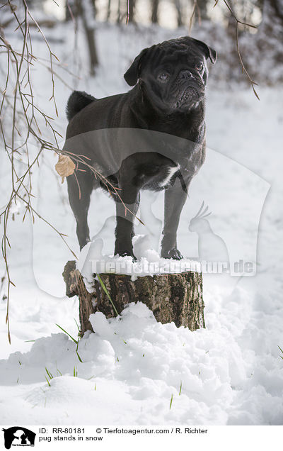 pug stands in snow / RR-80181