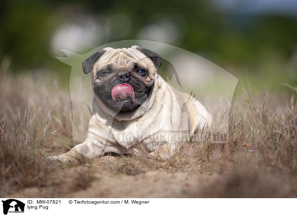 liegender Mops / lying Pug / MW-07821