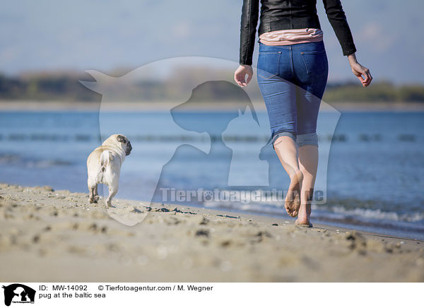 pug at the baltic sea / MW-14092