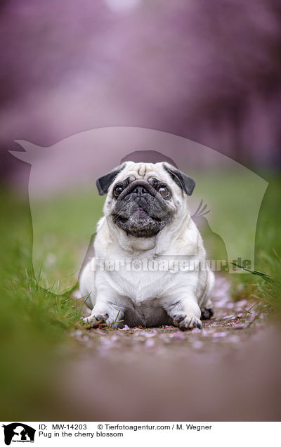 Pug in the cherry blossom / MW-14203