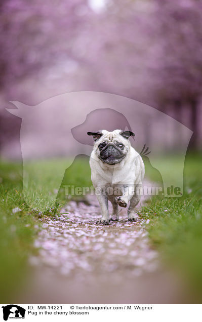 Pug in the cherry blossom / MW-14221