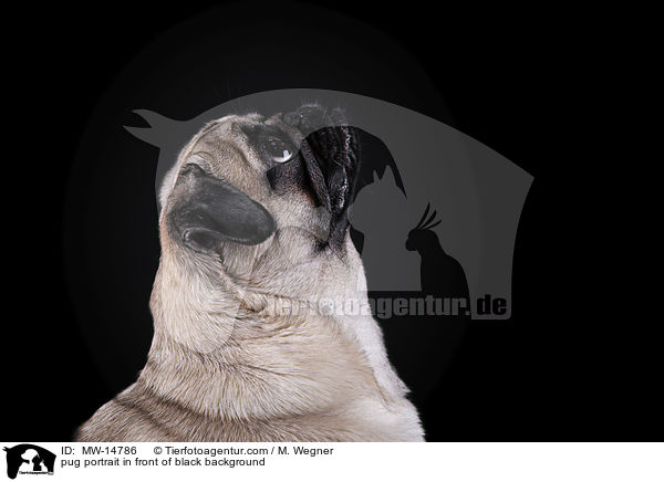 pug portrait in front of black background / MW-14786