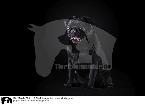 pug in front of black background / MW-14790