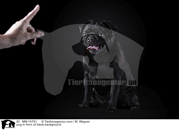 pug in front of black background / MW-14791