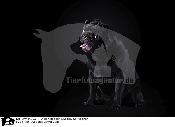 pug in front of black background / MW-14792