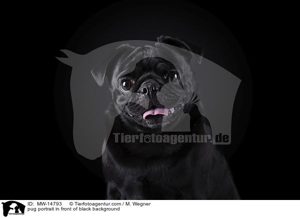 pug portrait in front of black background / MW-14793