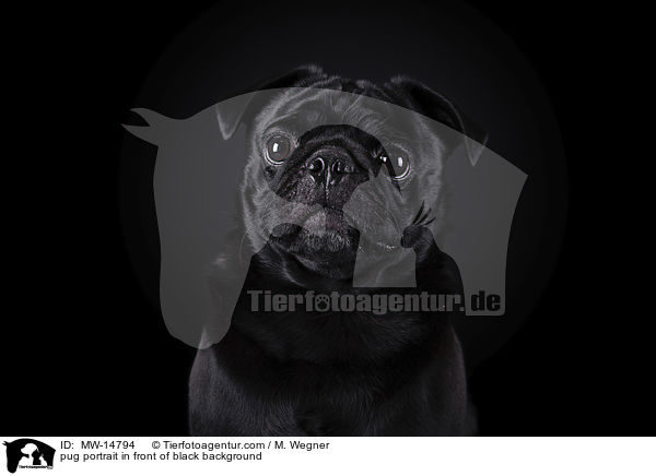 pug portrait in front of black background / MW-14794