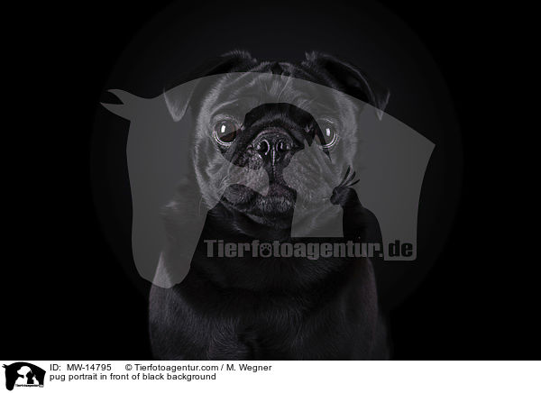 pug portrait in front of black background / MW-14795