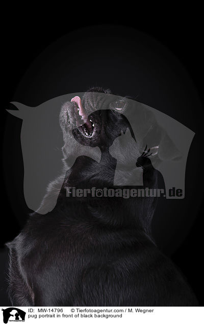 pug portrait in front of black background / MW-14796