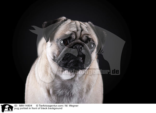 pug portrait in front of black background / MW-14804
