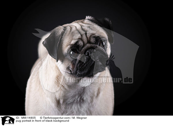pug portrait in front of black background / MW-14805