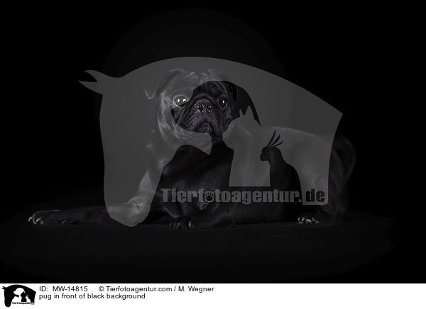 pug in front of black background / MW-14815
