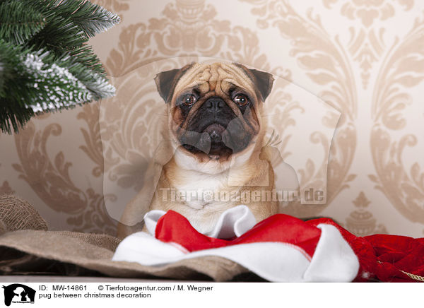 Mops zwischen Weihnachtsdeko / pug between christmas decoration / MW-14861