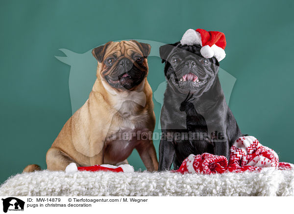 Mpse in Weihnachtsdeko / pugs in christmas decoration / MW-14879