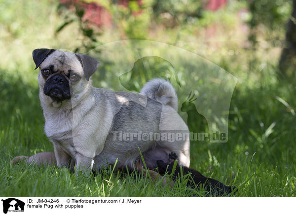 female Pug with puppies / JM-04246