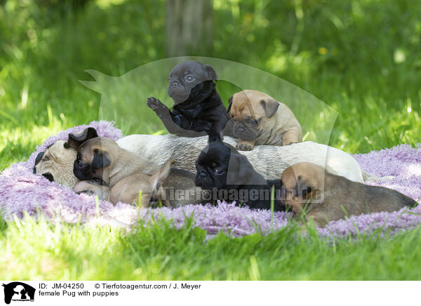 Mops Hndin mit Welpen / female Pug with puppies / JM-04250