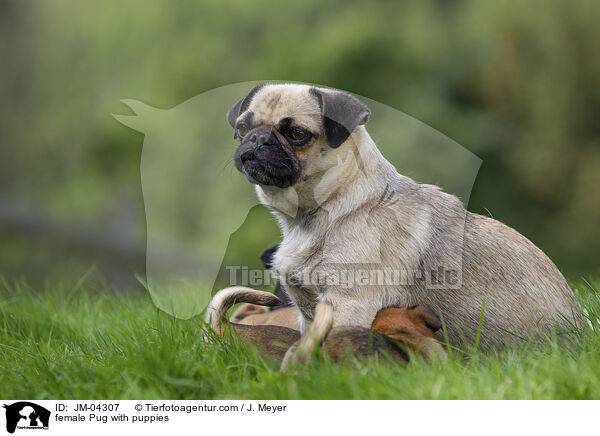 female Pug with puppies / JM-04307