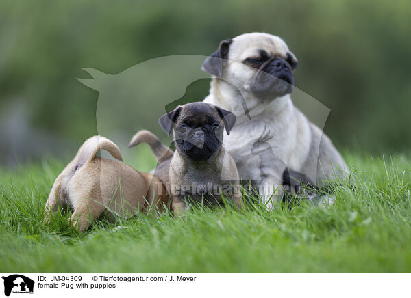 female Pug with puppies / JM-04309